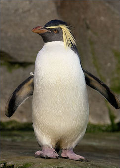 20120520-penguins Eudyptes_moseleyi.jpg
